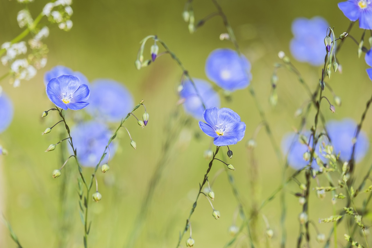 Understanding the Connection Between Eco-Friendly Gardening and Wildlife Conservation